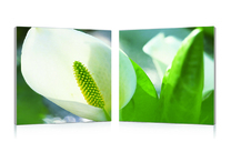 Conjunto de 2 cuadros de dise&ntilde;o ARUM image pub1