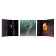 Conjunto de 3 cuadros de dise&ntilde;o BUDS image pub1