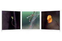 Conjunto de 3 cuadros de dise&ntilde;o BUDS image pub1