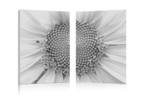 Set de 2 Tableaux DAISY image pub1