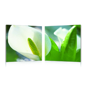 Set de 2 tableaux design ARUM image pub1
