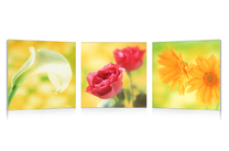 Set de 3 Tableaux design NEW FLOWERS image pub1