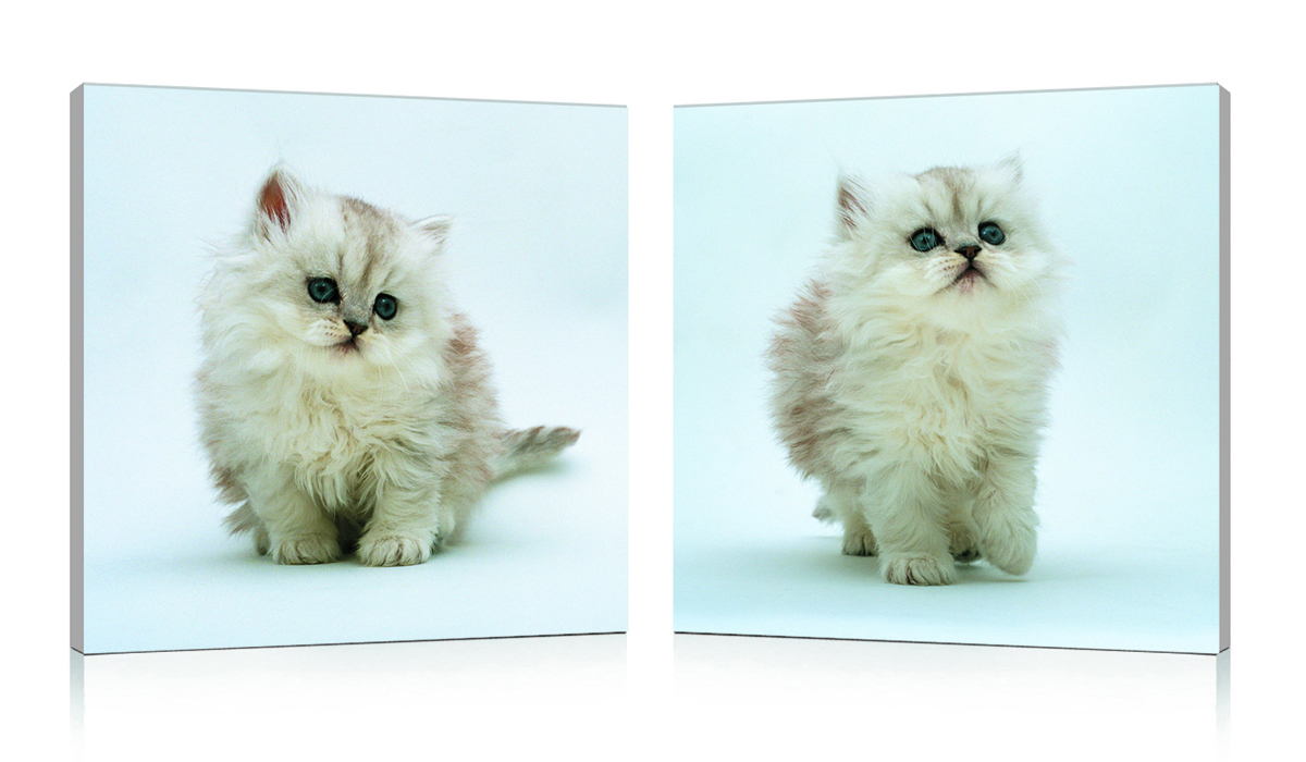 Tableau moderne Kittens (lot de 2)
