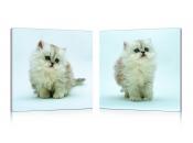 Tableau moderne Kittens (lot de 2)