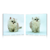 Tableau moderne Kittens (lot de 2)