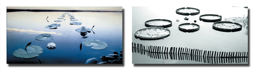 Tableau moderne Waterlily (lot de 2)