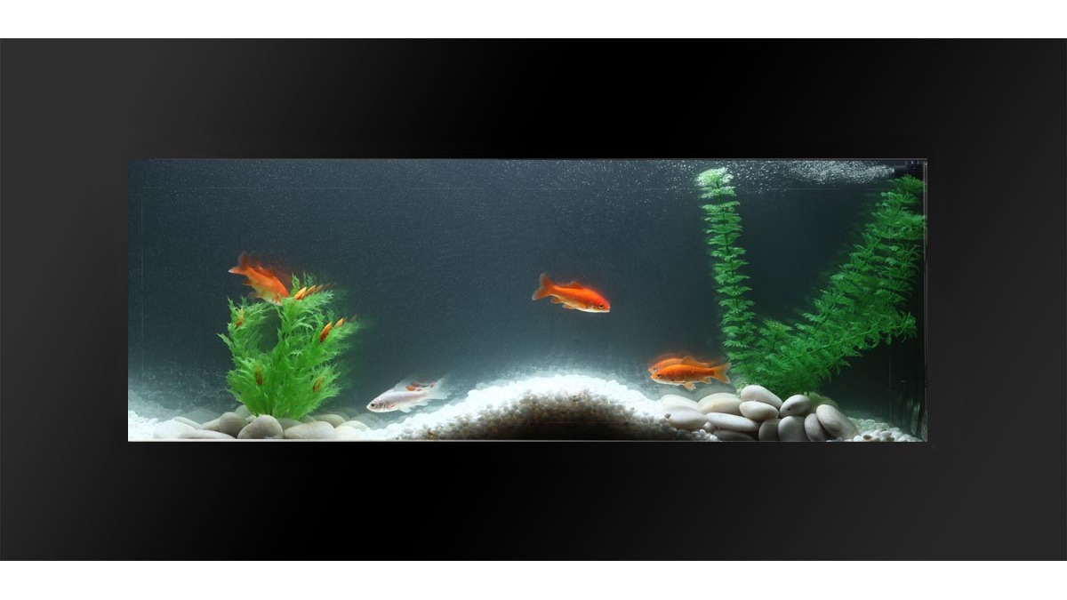 Photo du produit pour l'avis